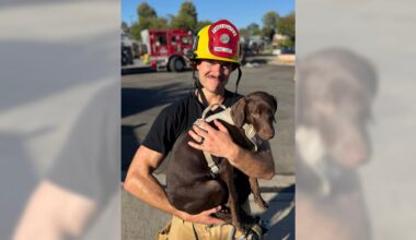 Dog rescued from Santa Ana house fire, 1 person hospitalized – San Bernardino Sun