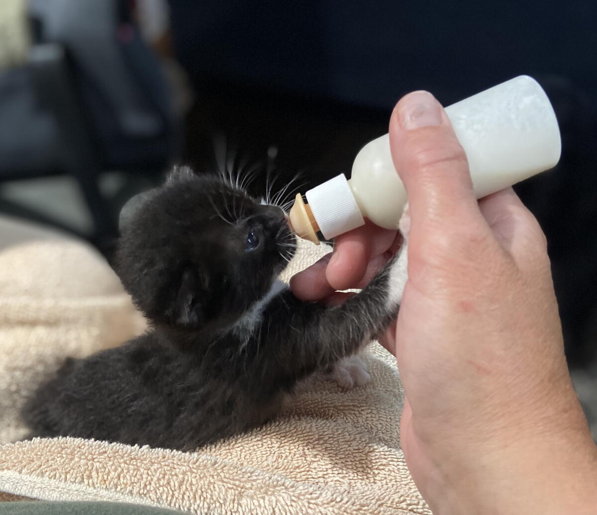 Newborn kittens, like this one at WAGS Pet Adoption, require constant care, including bottle feeding.