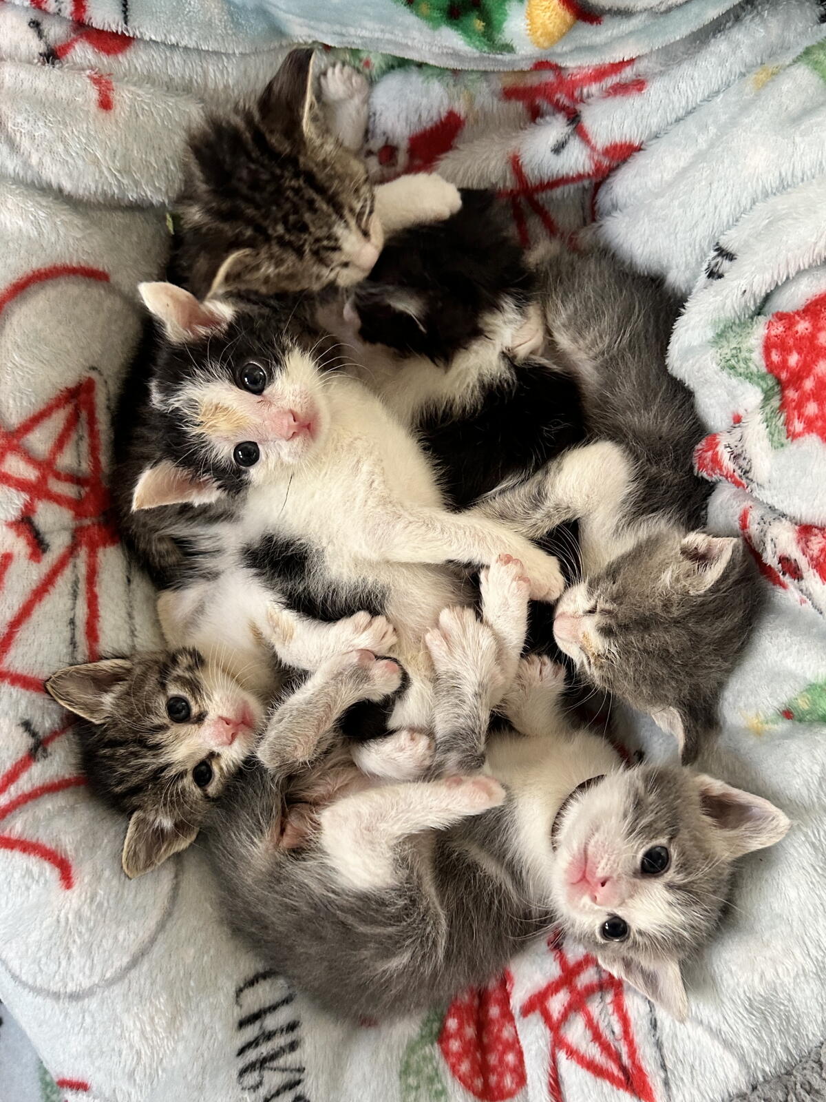 Kitten season is a busy time for WAGS Pet Adoption animal shelter in Westminster.