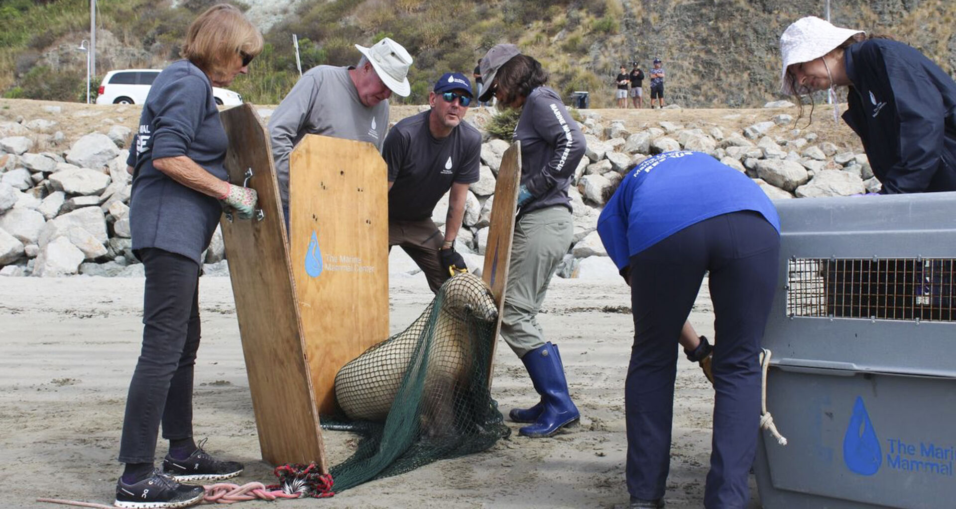 Why Sick Sea Lions Are Washing Up on California Beaches Right Now