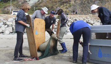 Why Sick Sea Lions Are Washing Up on California Beaches Right Now