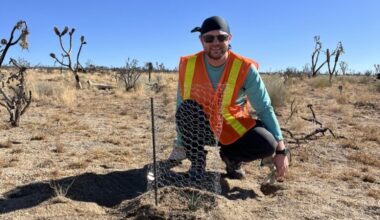 Dr. Robert B. Lull works as a volunteer planting Joshua trees at Cima Dome in the Mojave National Preserve.