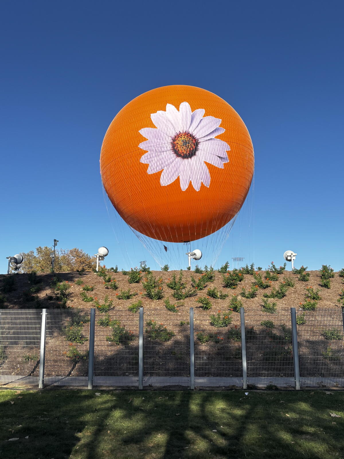 The Great Park hot air balloon was dressed in a daisy for Daisy Chain Fields festival on Aug. 29.