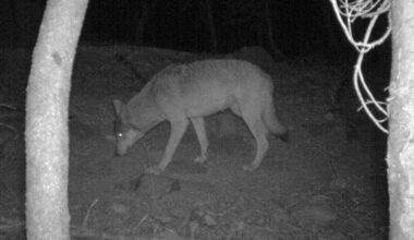 Rare gray wolf in Lake County sparks hopes of CA comeback