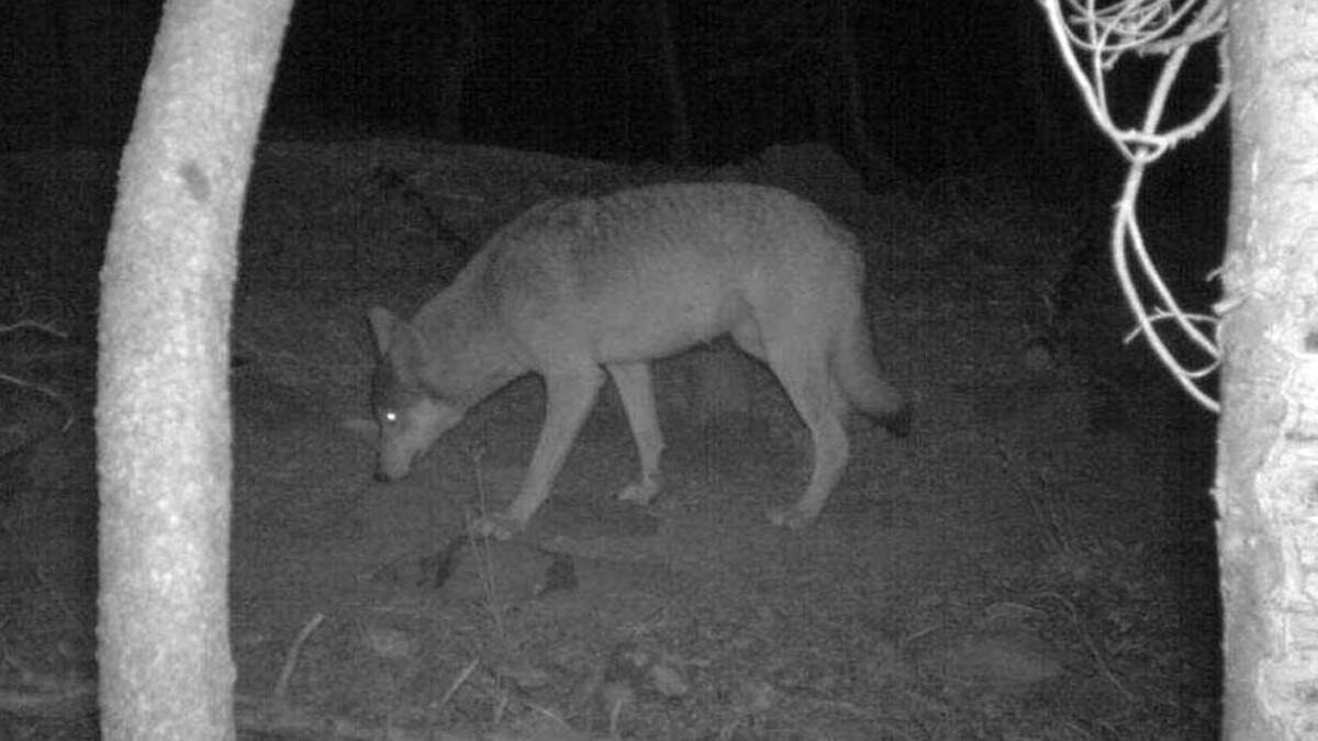 Rare gray wolf in Lake County sparks hopes of CA comeback