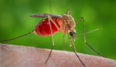Coordinated response to mosquitoes carrying West Nile virus