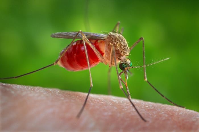 Coordinated response to mosquitoes carrying West Nile virus