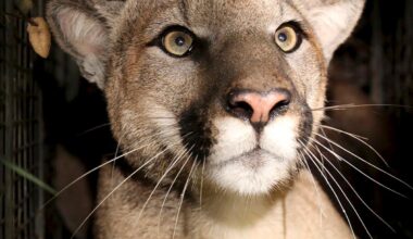South Bay authorities airlift frightened hiker away from mountain lion
