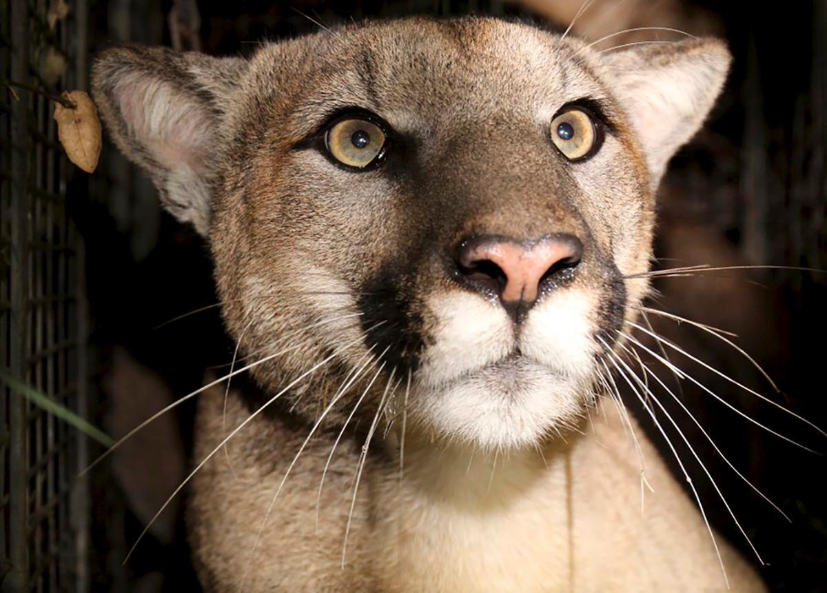 South Bay authorities airlift frightened hiker away from mountain lion