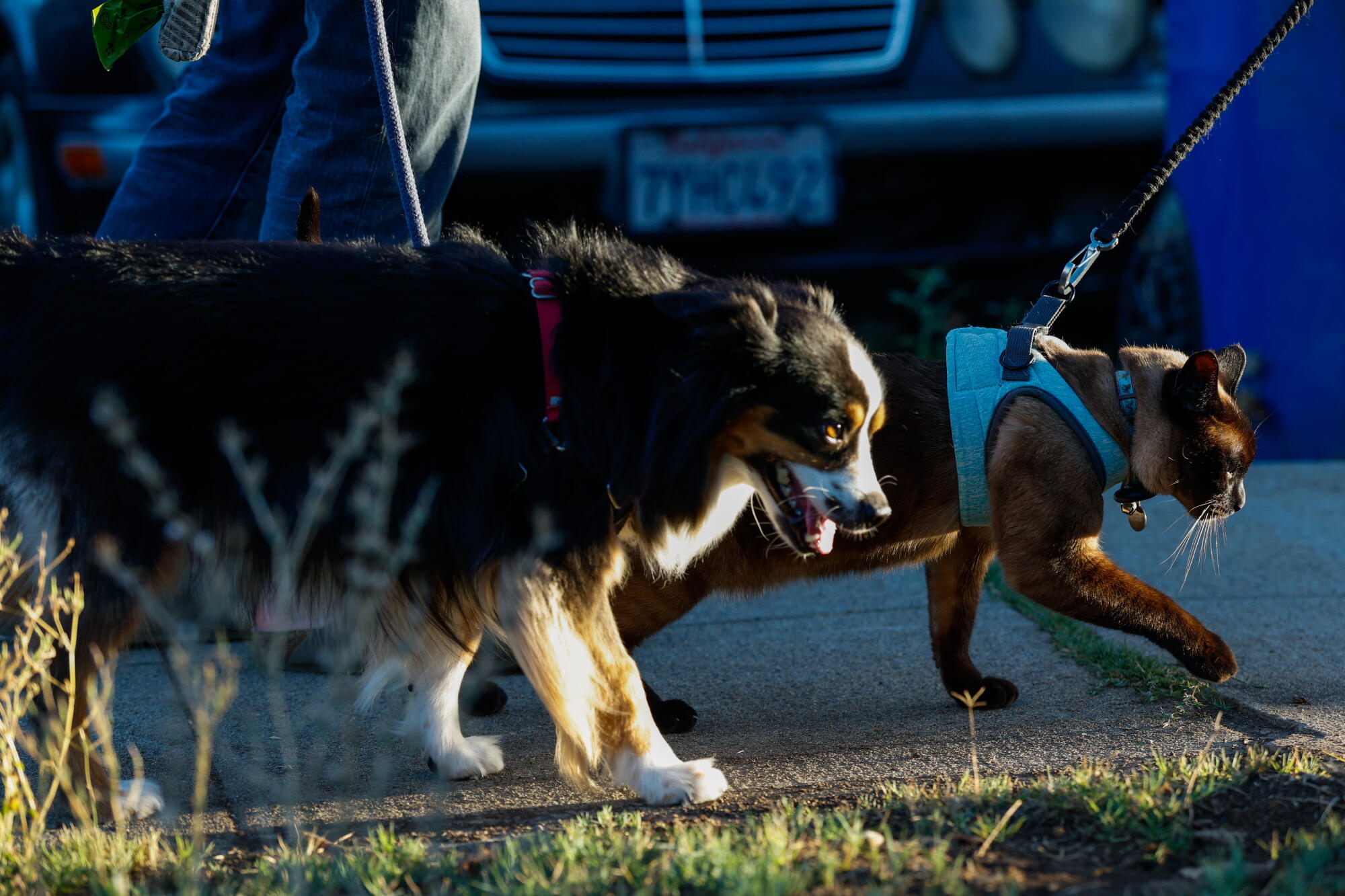 Zephyr leads Ivy in an evening walk in Highland Park. Zephyr is the unspoken boss of Ivy, their owner Hayden Freedman said.