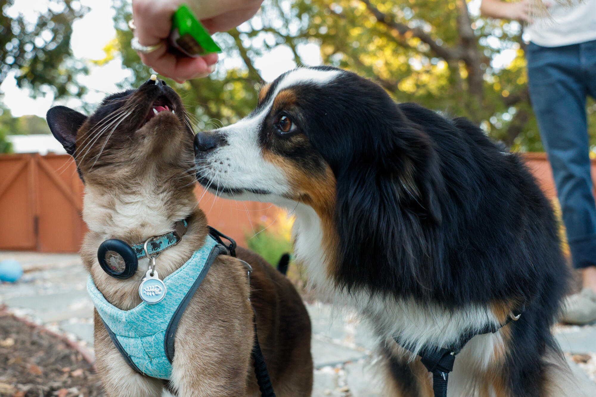 Zephyr, left, is given a snack while Ivy , right, sniffs Zephyr after going on an afternoon walk.