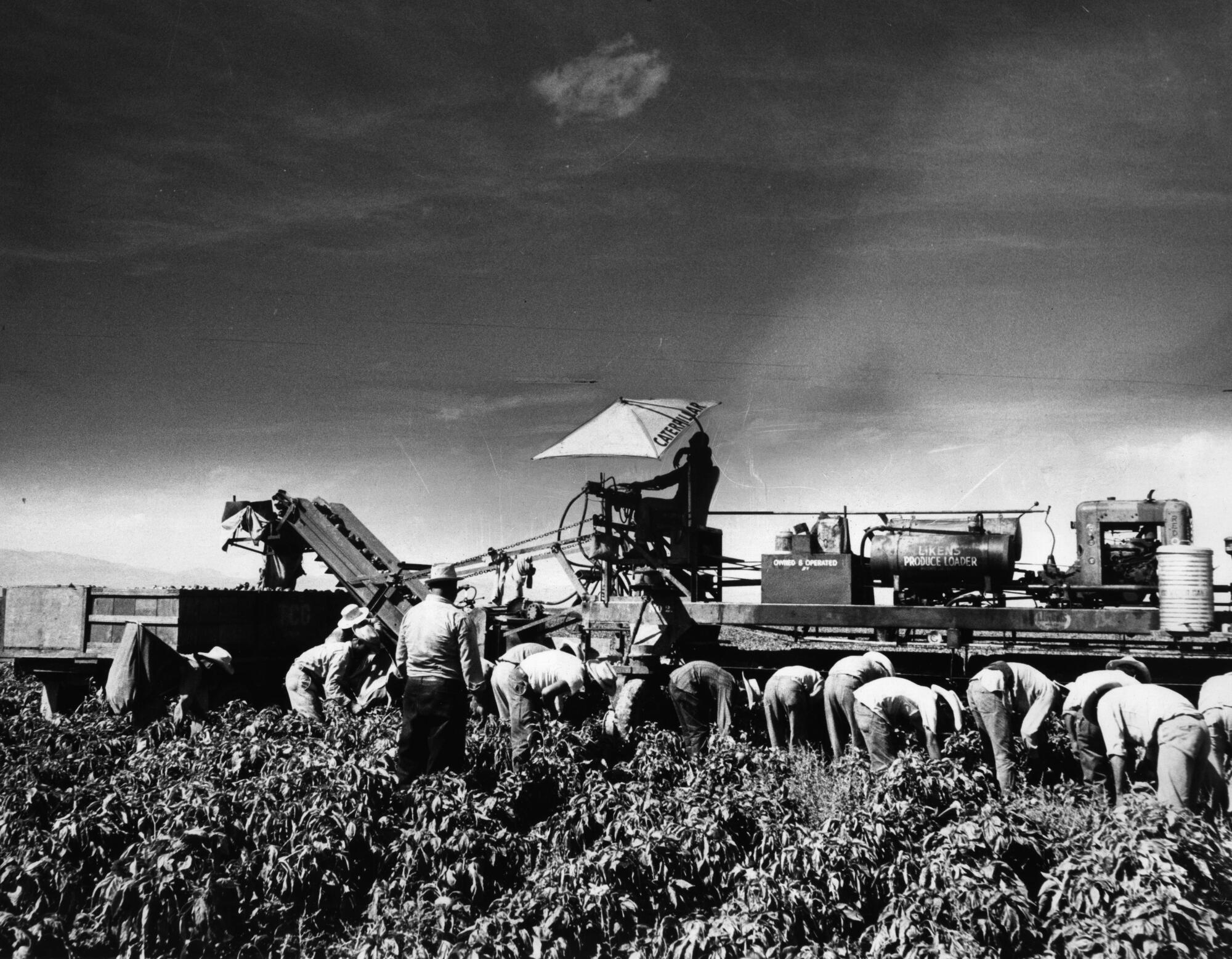 Oct. 15, 1963: Mexican workers in the bracero program work in pepper fields in the Firebaugh area (Fresno County).