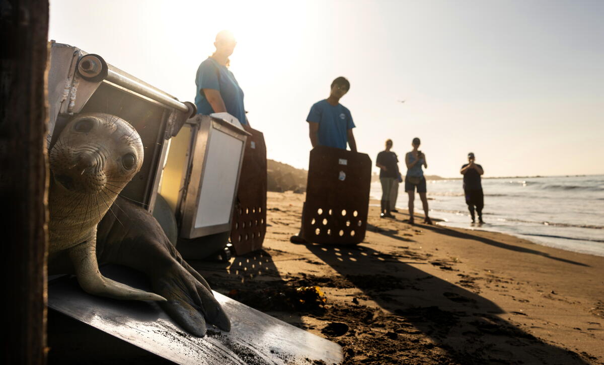 An elephant seal looks out of a transfer case at a beach