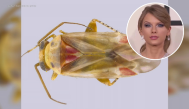 University of California Riverside scientist names new insect species after Taylor Swift