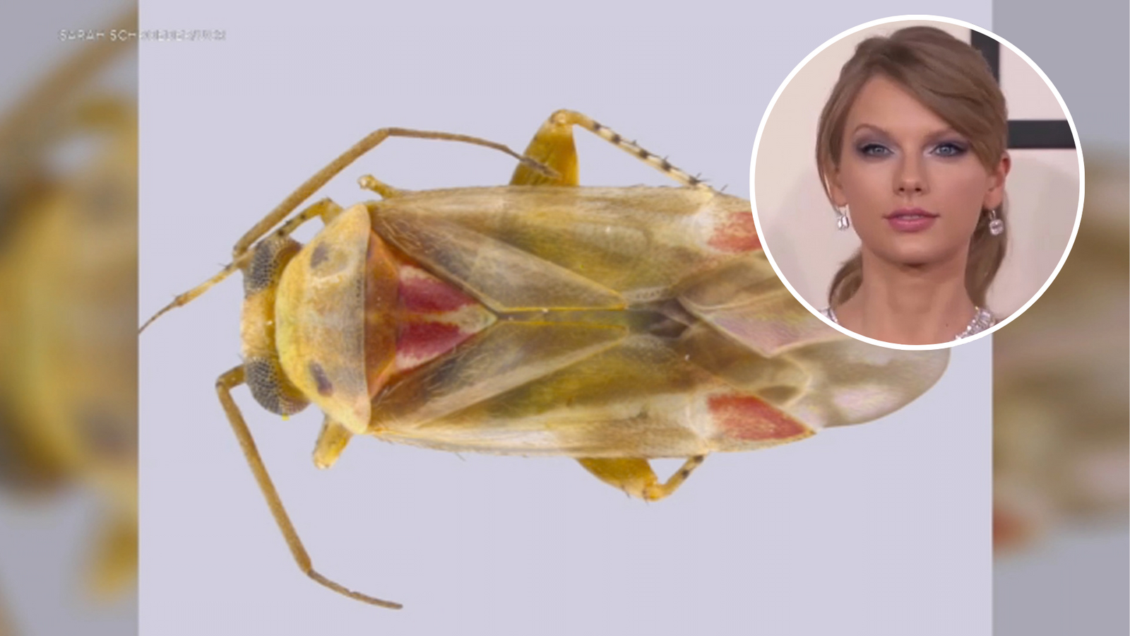 University of California Riverside scientist names new insect species after Taylor Swift