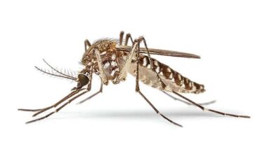 WHMI 93.5 Local News : First Probable West Nile Virus Case in Oakland County