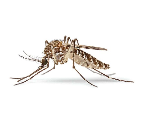 WHMI 93.5 Local News : First Probable West Nile Virus Case in Oakland County