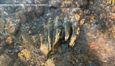 10,000-year-old fossilized mastodon tooth found in San Mateo County, California creek