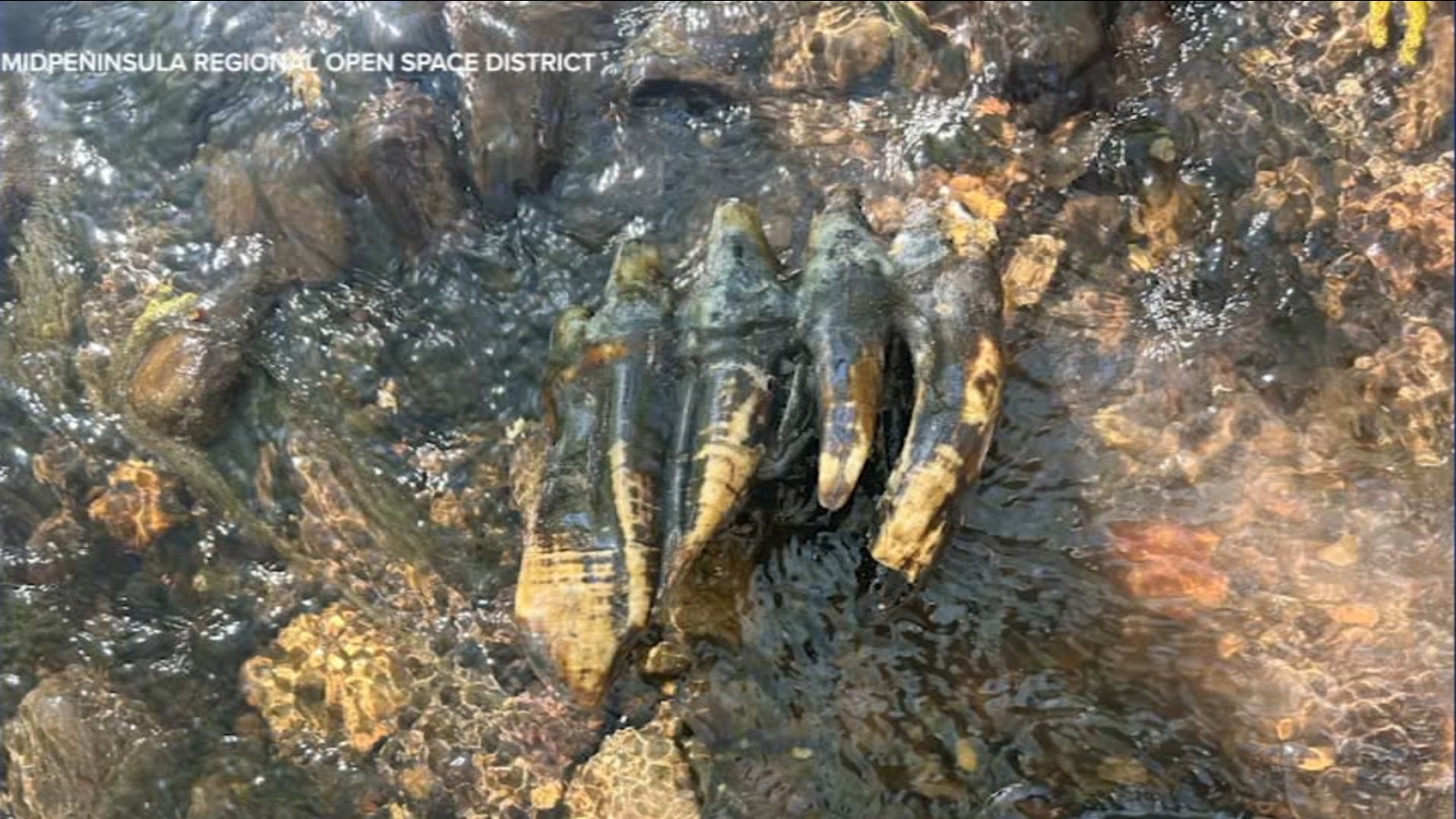 10,000-year-old fossilized mastodon tooth found in San Mateo County, California creek