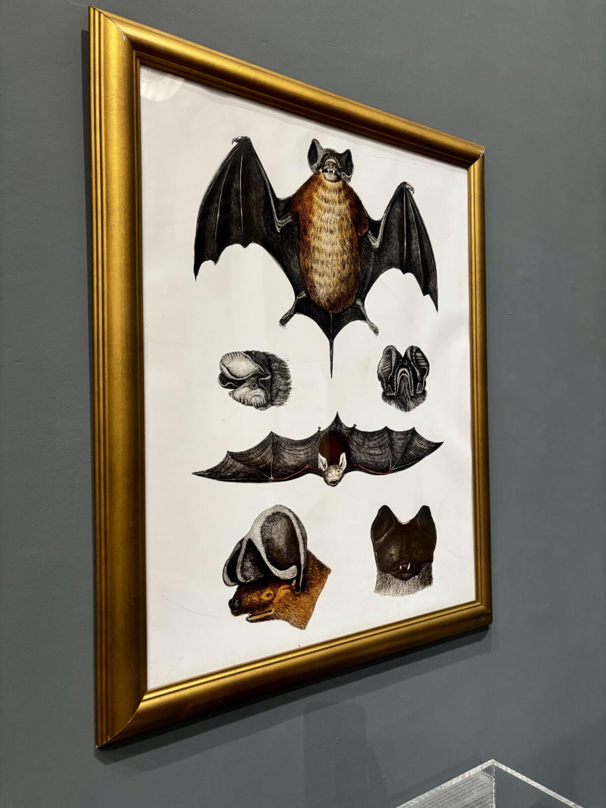 An anatomical illustration of the bat.