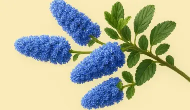 No, it’s not a myth: a *Ceanothus* can transform a garden!