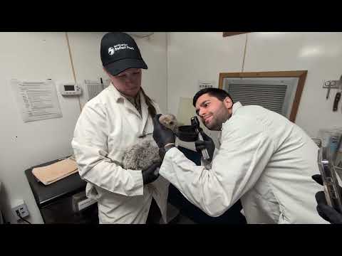 Condor chick rescue thumbnail