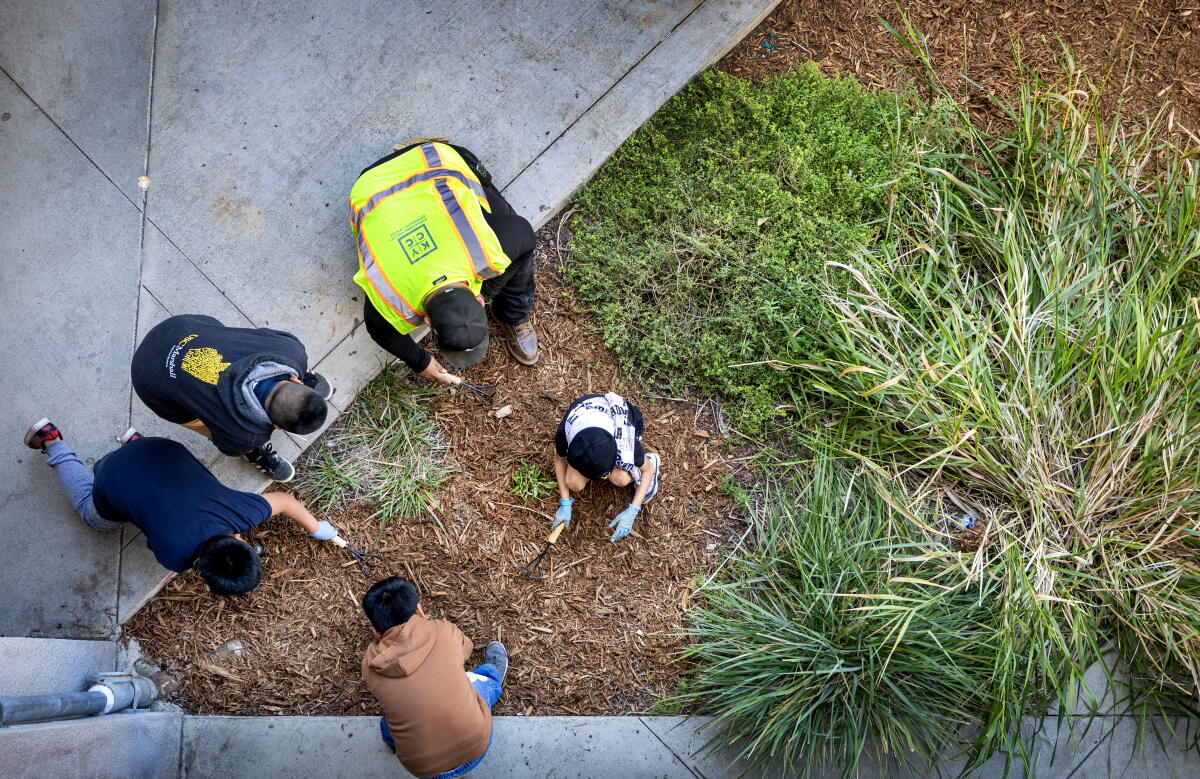 Aerial view of adults and kids planting greenery at Esperanza Elementary in Los Angeles.
