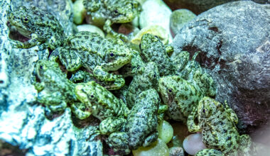 A California frog is on the brink of extinction. Long Beach's aquarium has a plan to save it • Long Beach Post News