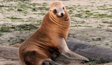 Swimmers have rare, terrifying encounter with sea lion in SF Bay