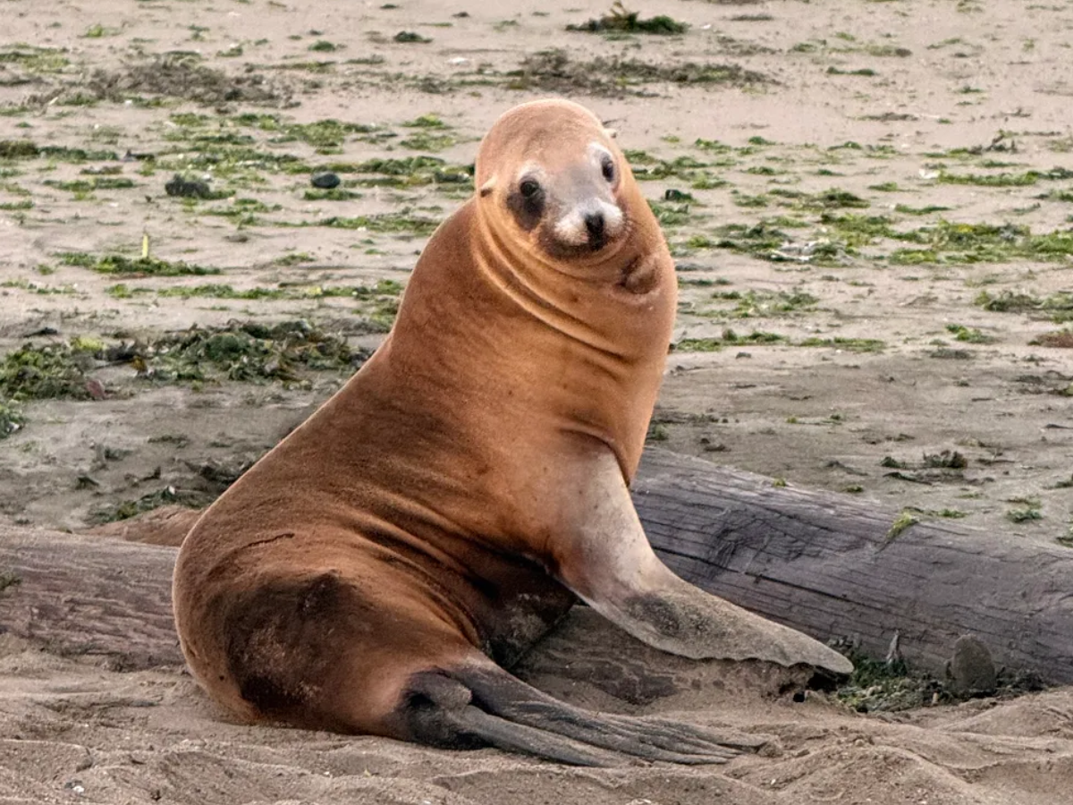 Swimmers have rare, terrifying encounter with sea lion in SF Bay