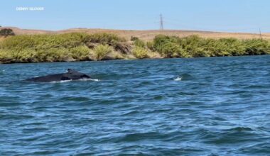 Humpback whale spotted in Sacramento River near Rio Vista, similar to Humphrey the Whale