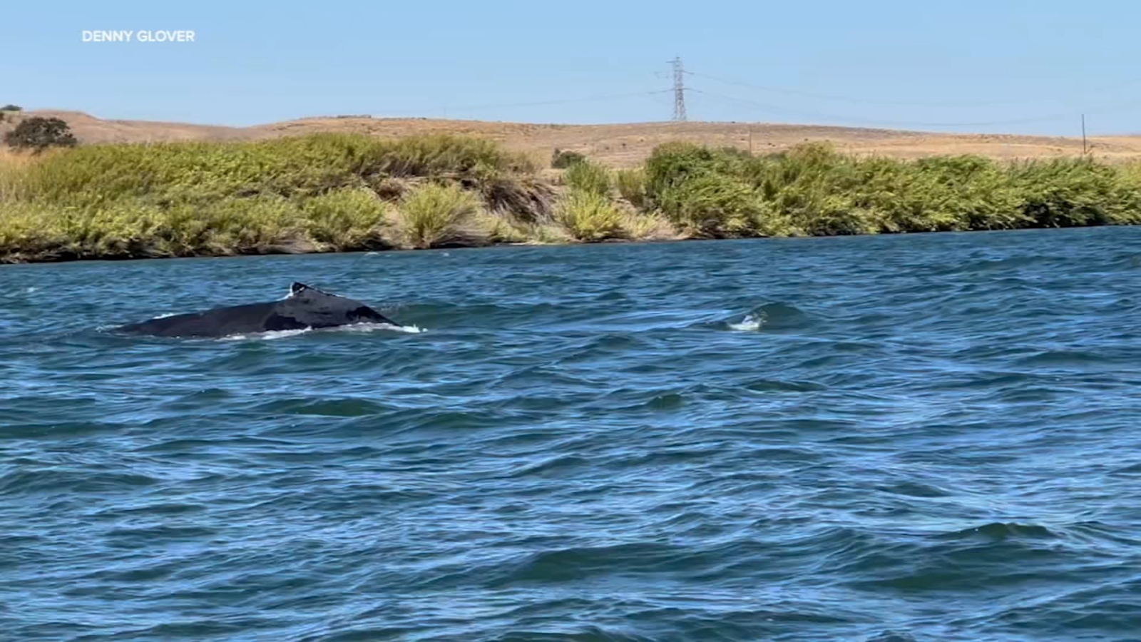 Humpback whale spotted in Sacramento River near Rio Vista, similar to Humphrey the Whale