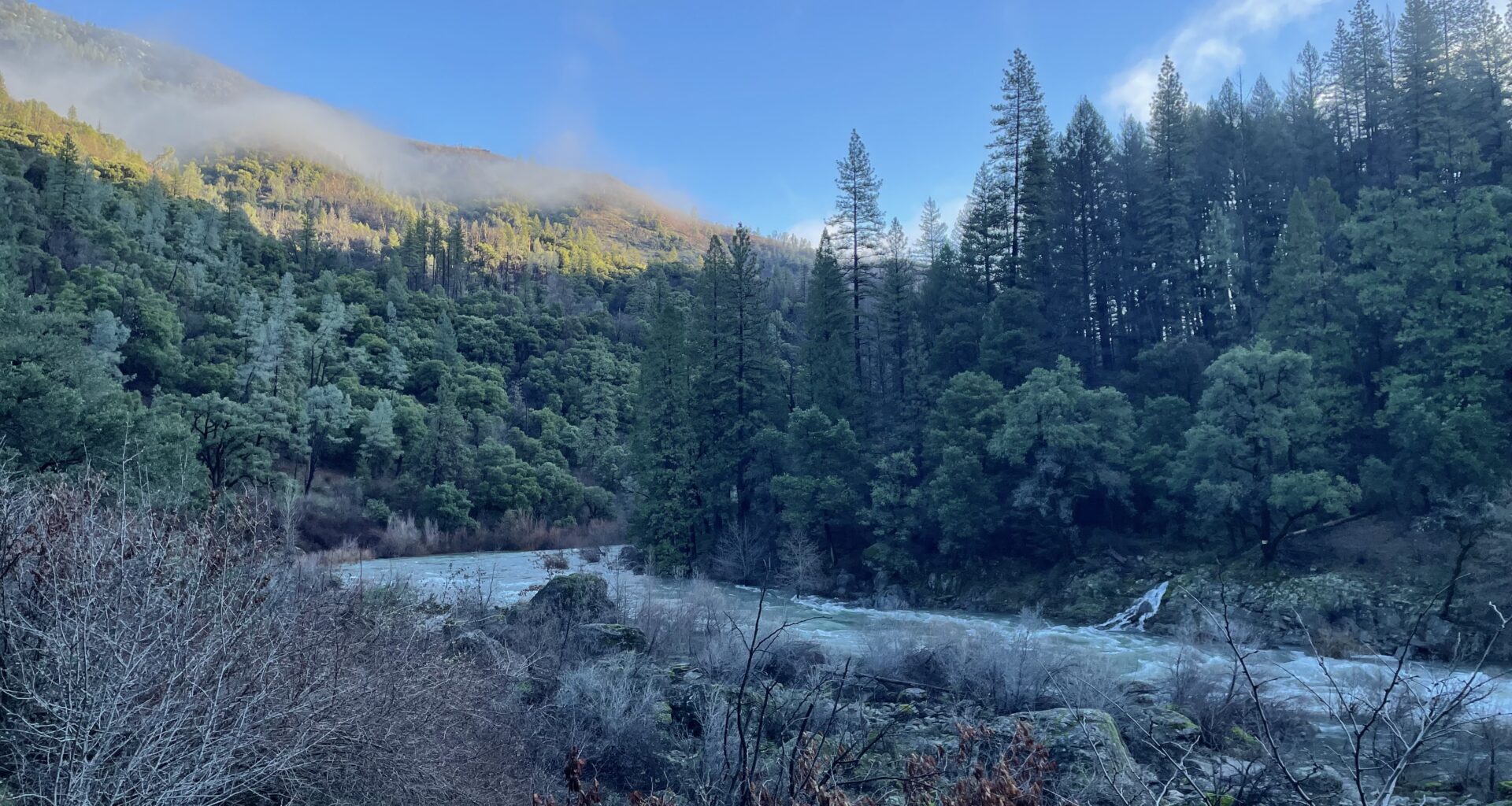 A photo of the edge of the forest along McCloud River upstream from Shasta Lake Station
