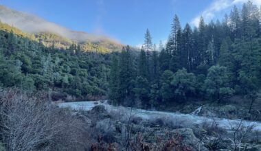 A photo of the edge of the forest along McCloud River upstream from Shasta Lake Station
