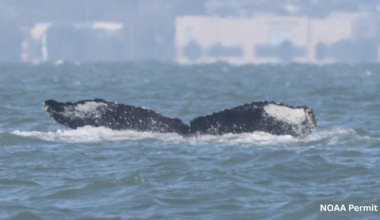 Watch: Humpback whale seen swimming in the Sacramento River