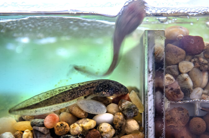 A large speckled brown tadpole rests on a bed of multicolored pebbles at the bottom of a green-tinted glass tank. A second tadpole, blurred by motion, swims near the surface above it. A clear glass divider separates the water from a pebbly section on the right.