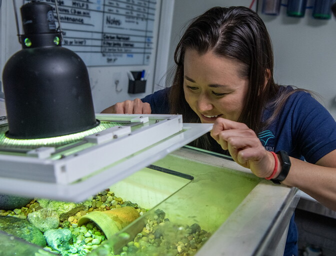 A person with long dark brown hair and a light-medium skin tone smiles as they lean toward an open, shallow tank with pebbles, mossy rocks, and a curved ceramic shelter. They wear a navy polo with a partial wave-shaped logo, a red bracelet, and a black fitness tracker.