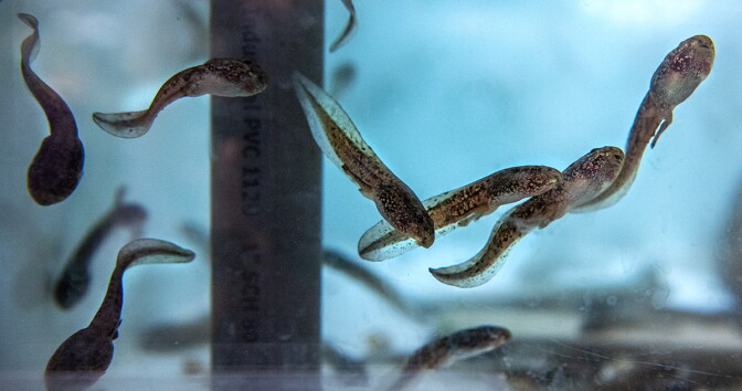 Six or seven brown, speckled tadpoles swim at different angles in a glass tank with a pale blue background.