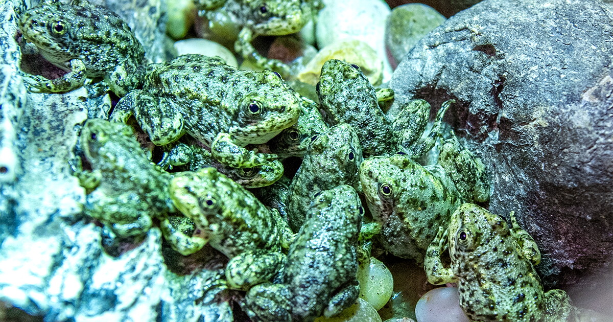 Saving a CA frog