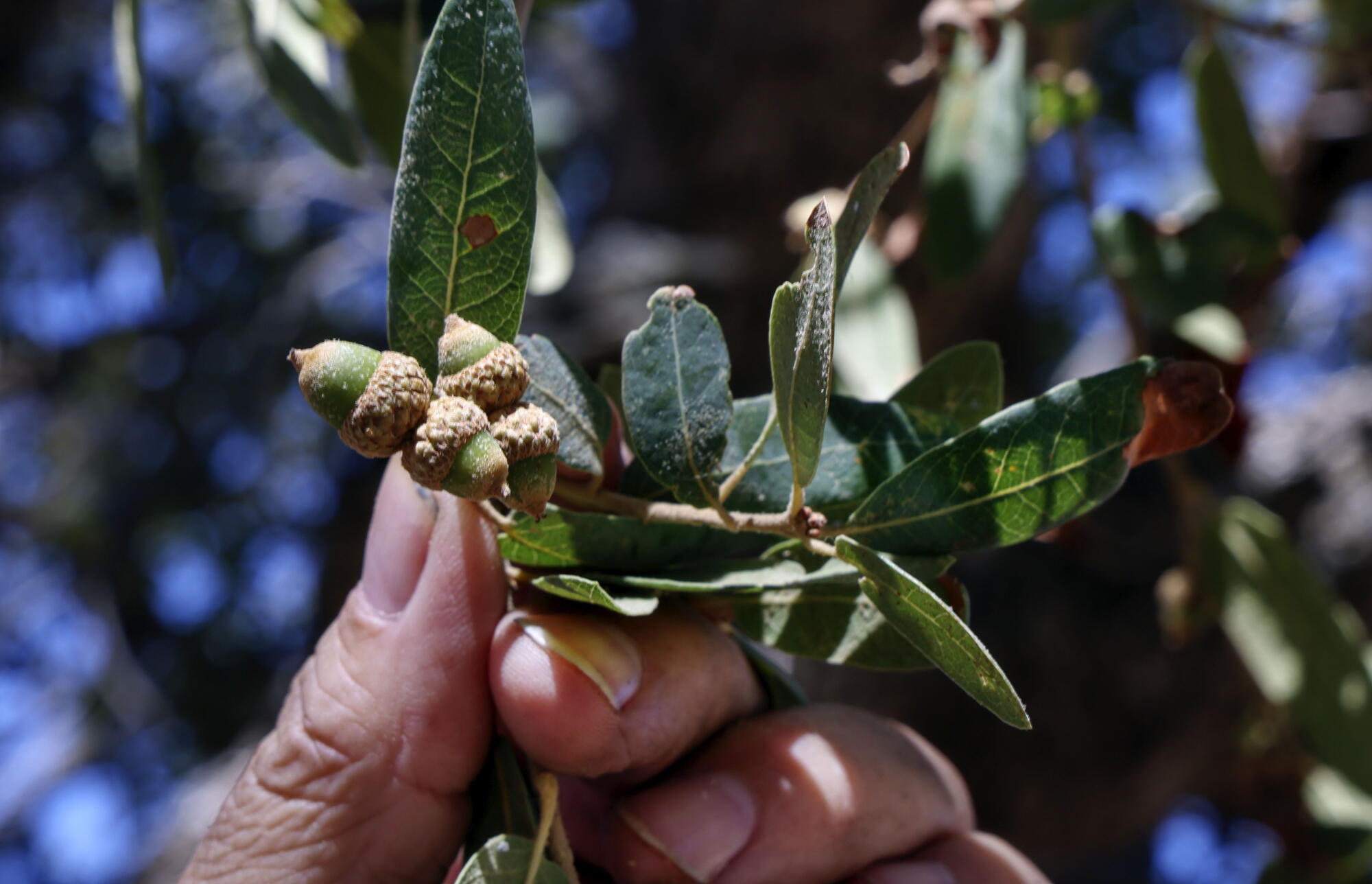 Acorns on an Englemann Oak.