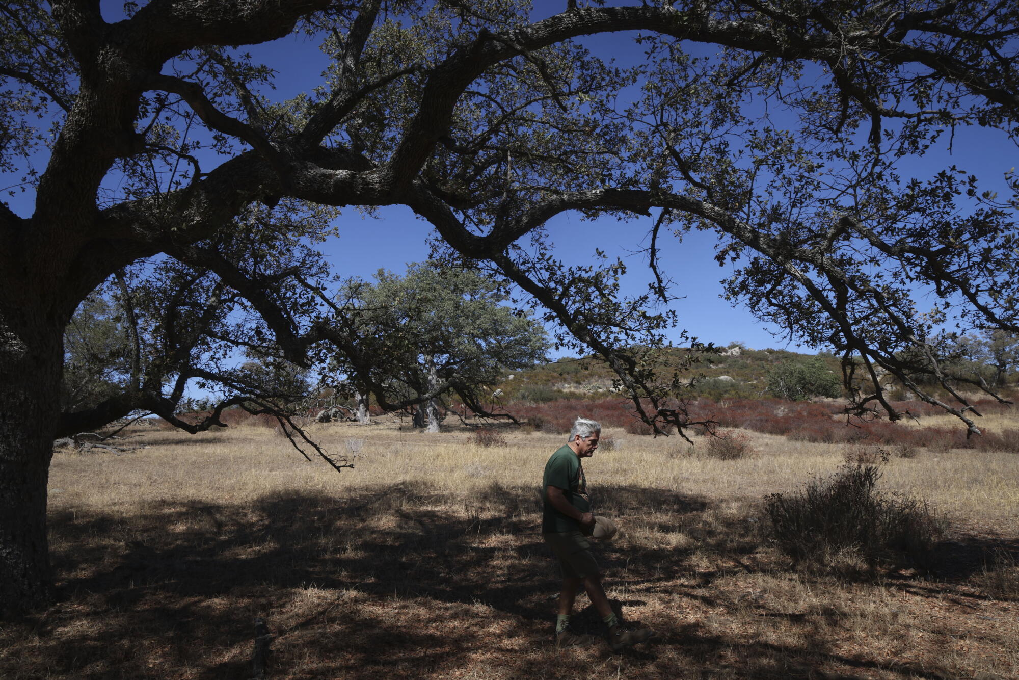 Jim Crouch's assistant, Wayne Ortega, looks over Acorns on an Englemann Oak.