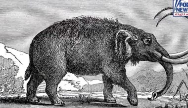 Ancient mastodon tooth found in California creek may point to more remains buried