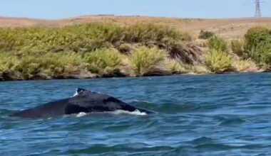 Humpback Whale Spotted In A CA River, 60 Miles From Its Pacific Ocean Home