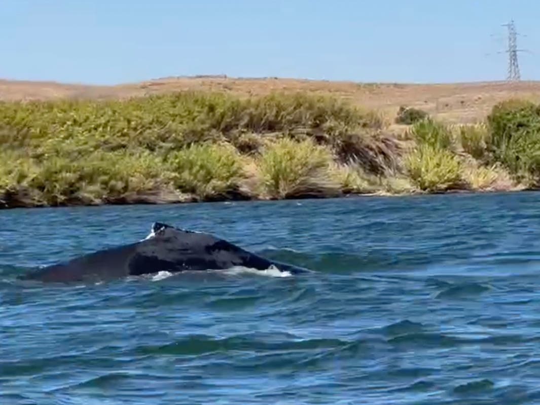 Humpback Whale Spotted In A CA River, 60 Miles From Its Pacific Ocean Home