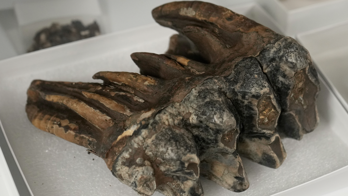 Tooth from Pacific mastodon found in California creek