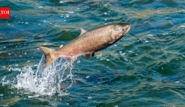 In 2024, California removed an 18-foot dam from Neefus Gulch and restored 1,600 feet of stream; by January 2026, 8 spawning nests were recorded above barriers salmon had been unable to pass for 70+ years