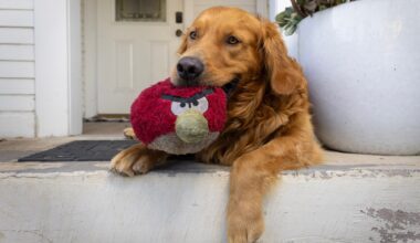 Inside the viral video of the burglar and the San Diego dog who just wanted to play – San Bernardino Sun