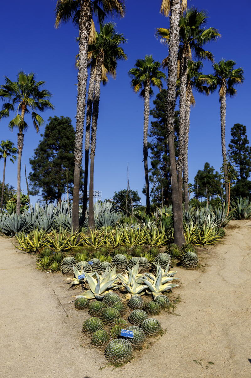 The agave garden sits outside Lot B at Dodger Stadium.