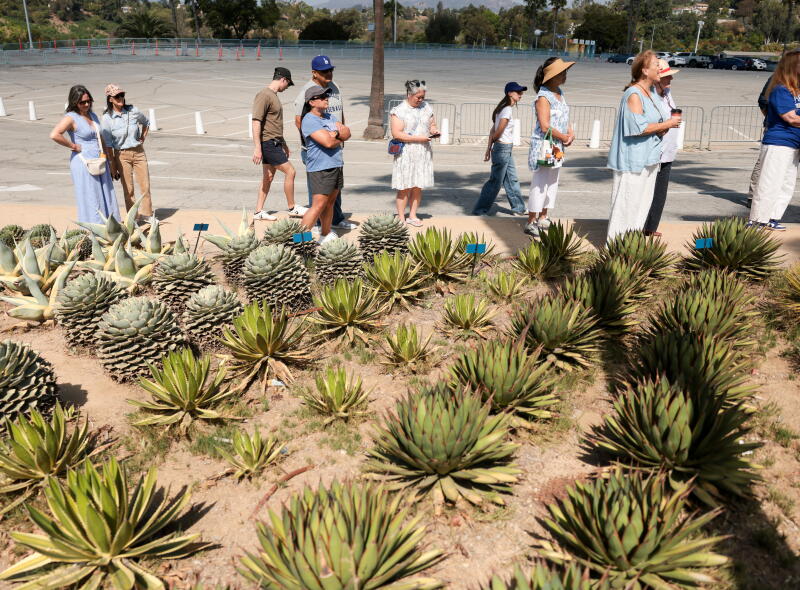 A group visits agave island during a tour of Dodger Stadium's botanic garden.