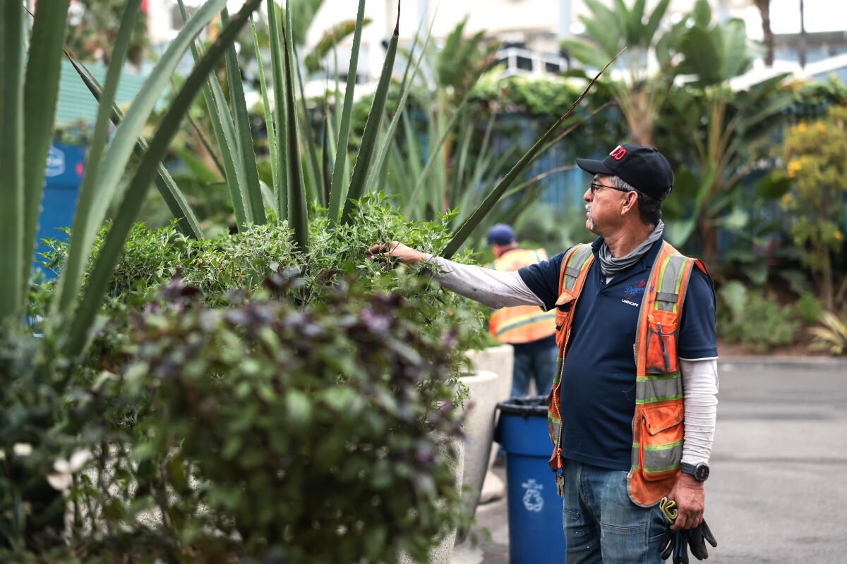 Adolfo Hinojosa checks on the planters near center field at Dodger Stadium on Tuesday.